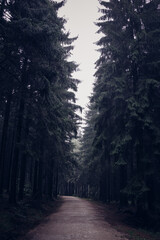 darkness of the pine forest in rainy weather. A mysterious journey through a spooky landscape after sunset. Feeling of loneliness, tightness, heaviness. Jizera Mountains, Czech Republic