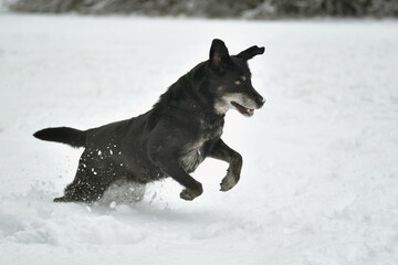Black happy dog running in the snow