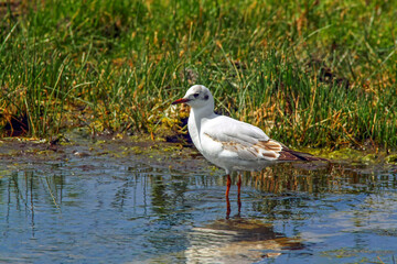 Mouette rieuse juvénile dans le marais