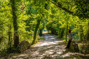 Obraz premium Sweetgum forest in Koycegiz Town of Turkey