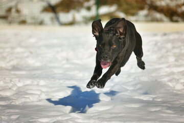 Black happy dog running in the snow