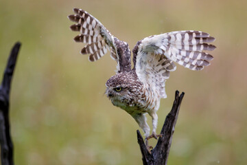 Burrowing Owl (Athene cunicularia) sitting on a branch in the Netherlands