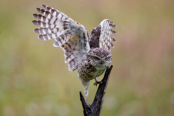Burrowing Owl (Athene cunicularia) sitting on a branch in the Netherlands