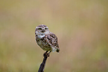 Burrowing Owl (Athene cunicularia) sitting on a branch in the Netherlands