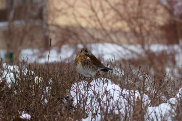 Bird, Thrush perched on a branch in winter.