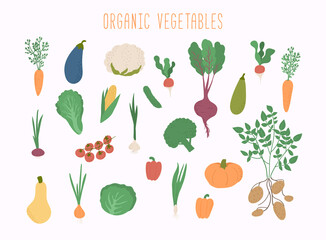 Vegetable set in vector. Garden banner. Organic and healthy food.