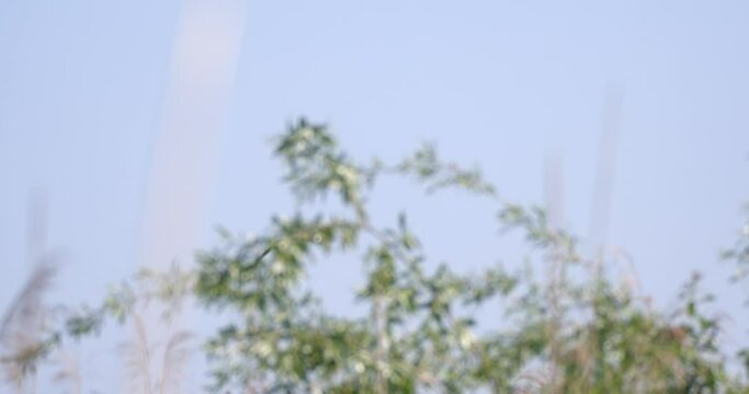 The sedge warbler (Acrocephalus schoenobaenus) in the reeds
