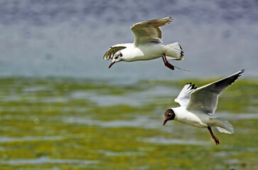 Mouettes rieuses en vol