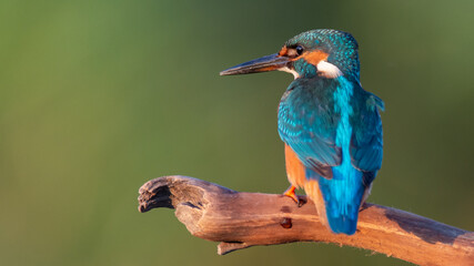 Kingfisher sitting on a stick. Alcedo atthis
