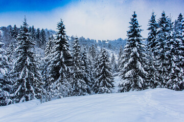 Fototapeta na wymiar Snow covered pine trees at the mountains