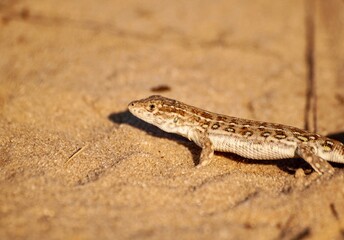 The sand lizard (Lacerta agilis)