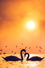 Silhouette of white swans in a heart shape, sea sunrise shot