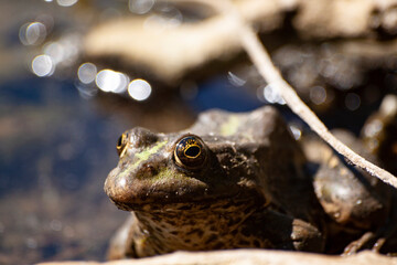frog sitting near the water