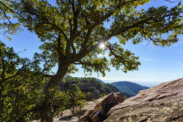 Close-up of an isolated lush cork oak in countryside.