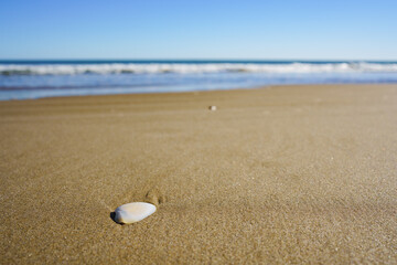 Seashell on beach sand. Sunny day. Tropical Beach. Shallow depth of field.