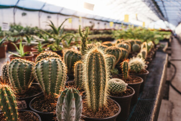 Cactus in pots, front view. Group of different cactus in greenhouse.