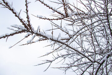 Branches of trees with thorns and in the snow against white background