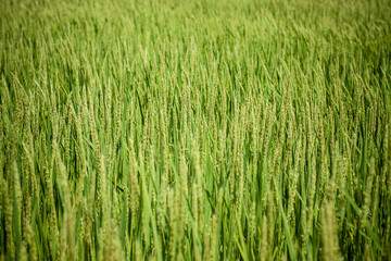 Rice plant in green color covering the entire frame and with shallow depth of field