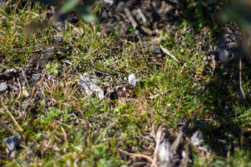 grass and moss