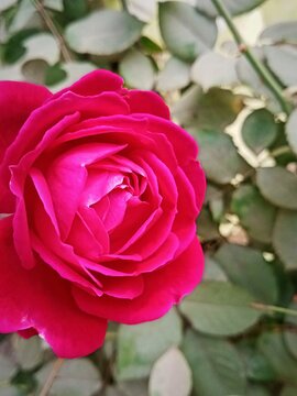 Red rose flower natural image