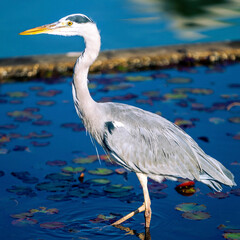 great blue heron
