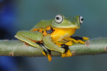 Frog, Tree Frog, Flying Frog, 