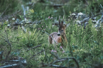 Roe deer standing in the forest field