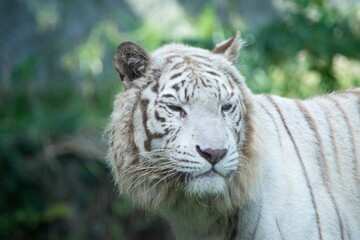 White tiger is standing and looking sideways.