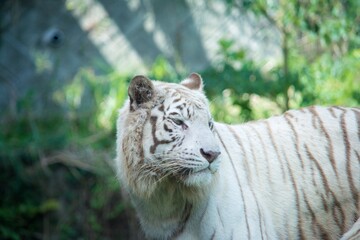 White tiger is standing and looking sideways.