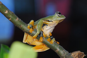 Frog, Tree Frog, Flying Frog, 