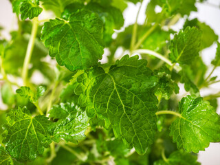 Foodphone from green peppermint leaves close up