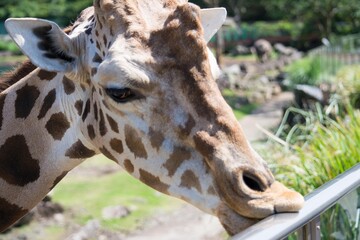 A close-up of a giraffe in the zoo wanting food
