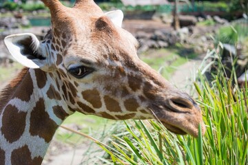 A close-up of a giraffe in the zoo wanting food