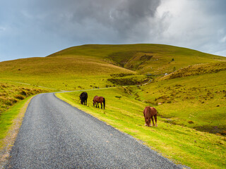 Horses graze on the side of a lonely mountain road that climbs between green pastures © SerFF79