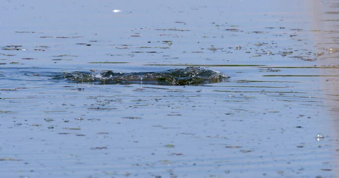 Carp spawning on a fishpond surface, Crna Mlaka, Croatia