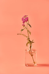 pink yarrow flower standing in a jug. bouquet  yarrow on pink background. copy space