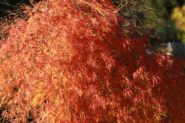 Herbst