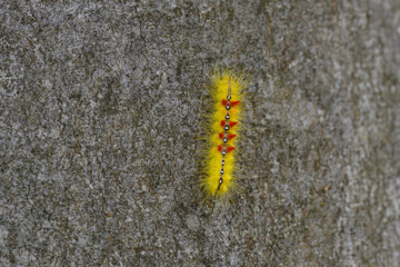 Raupe der Ahorn-Rindeneule