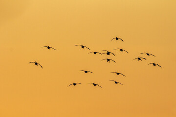 宮島沼　マガンのねぐら入り