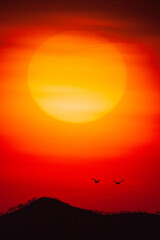 マガンと太陽