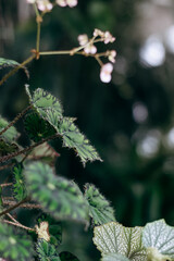 Leaves and flowers of Begonia close-up in home interior.Houseplants and urban jungle concept.Biophilic design.Selective focus with shallow depth of field.Blurred background.