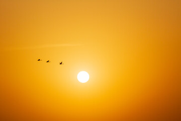 宮島沼　マガンのねぐら立ち