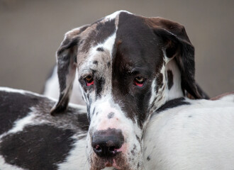 Great Dane with ectropion