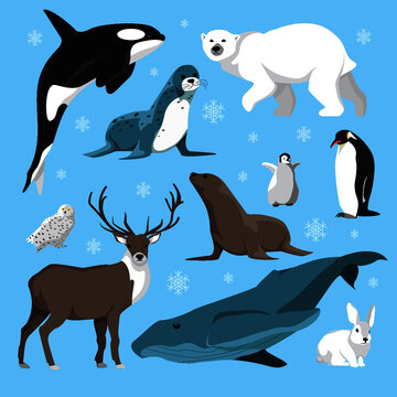 Vector illustration of winter animals (deer, owl, killer whale, penguins, polar bear, seal, sea lion, rabbit) on a blue background.