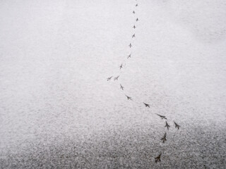 footprints of a bird in the snow