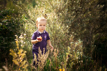 a small child in summer clothes walks in a field with an apple in his hand, which he eats
