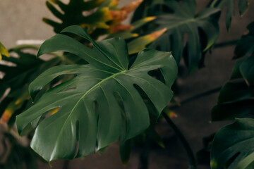 Monstera Leaves in home interior.Home gardening.Houseplants and urban jungle concept.Biophilic design.Selective focus with shallow depth of field.