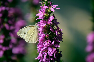 Kleiner Kohlweißling ( Pieris rapae ).