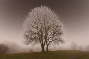 Fototapeta na wymiar large Ash trees in a park on a cold crisp foggy morning with its branches covered in frost