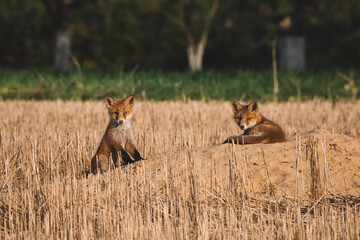 Two small foxes in the nature